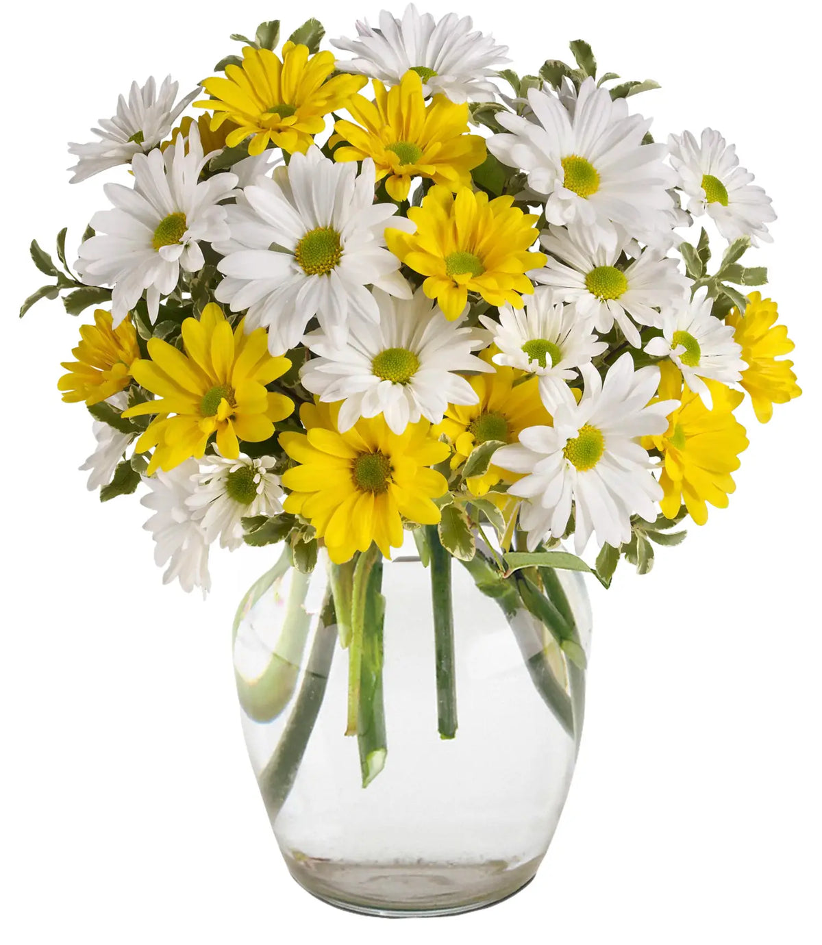 Upsy Daisy